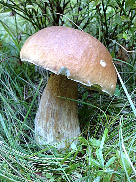 hríb smrekový Boletus edulis Bull.