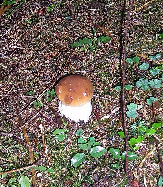 hríb smrekový Boletus edulis Bull.