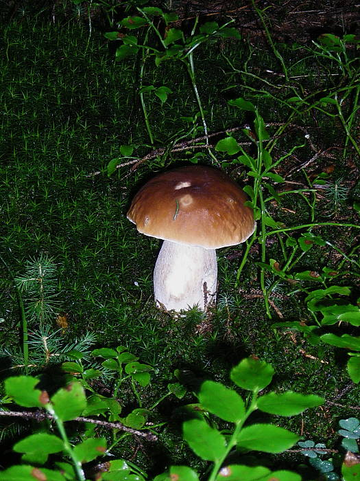 hríb smrekový Boletus edulis Bull.