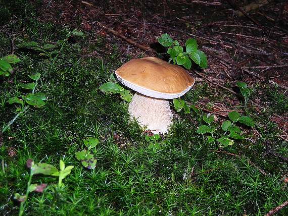 hríb smrekový Boletus edulis Bull.