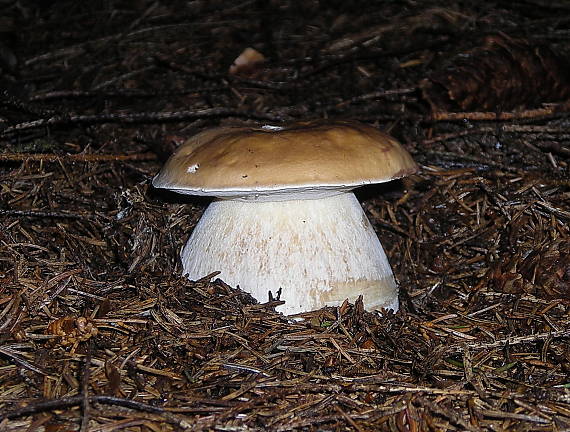 hríb smrekový Boletus edulis Bull.