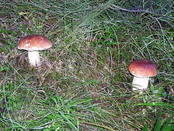 hríb smrekový Boletus edulis Bull.