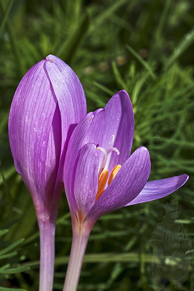 jesienka obyčajná Colchicum autumnale