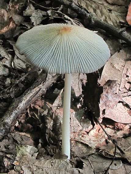 hnojník žltostredový? Coprinellus xanthothrix? (Romagn.) Vilgalys, Hopple & Jacq. Johnson