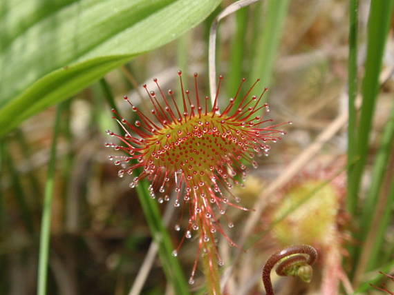 rosička okrúhlolistá Drosera rotundifolia L.