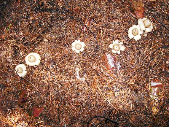 hviezdovka strapkatá Geastrum fimbriatum Fr.