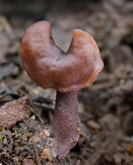 ušiak mitrovitý Gyromitra infula (Schaeff.) Quél.