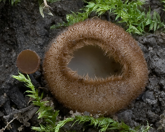 humária polguľovitá Humaria hemisphaerica (F.H. Wigg.) Fuckel