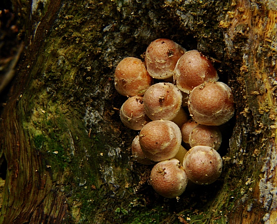 strapcovka tehlovočervená Hypholoma lateritium (Schaeff.) P. Kumm.