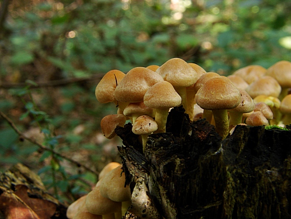 strapcovka tehlovočervená Hypholoma lateritium (Schaeff.) P. Kumm.