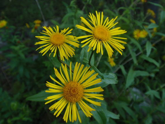 oman vŕbolistý Inula salicina L.