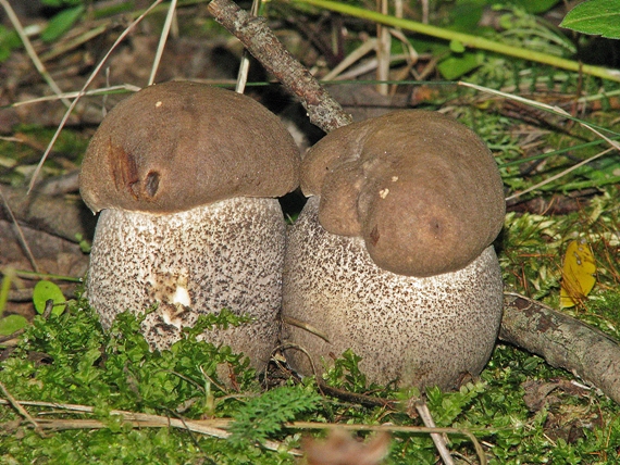 kozák topoľový Leccinum duriusculum (Schulzer ex Kalchbr.) Singer