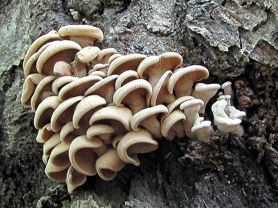 húževnatec Lentinus sp.