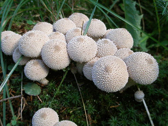 prášnica bradavičnatá Lycoperdon perlatum Pers.