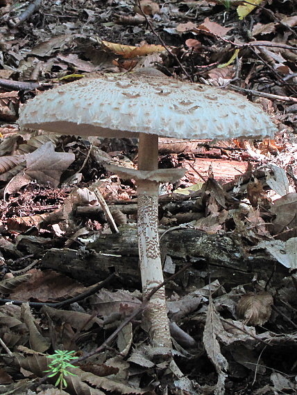 bedľa vysoká Macrolepiota procera (Scop.) Singer