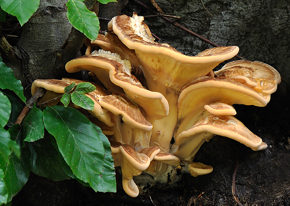 vejárovec obrovský Meripilus giganteus (Pers.) P. Karst.