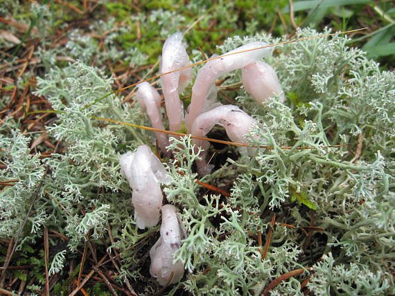 indian  pipe Monotropa Uniflora