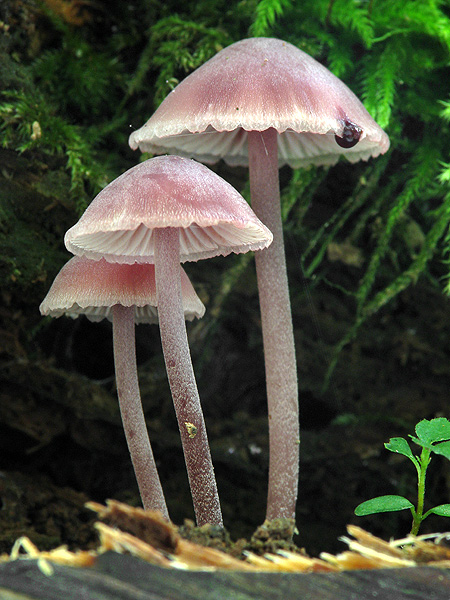 prilbička krvavomliečna Mycena haematopus (Pers.) P. Kumm.