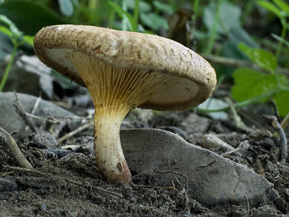 čechračka jelšová Paxillus rubicundulus  P.D. Orton