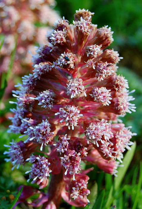 deväťsil lekársky Petasites hybridus (L.) P. Gaertn., B. Mey. et Scherb.