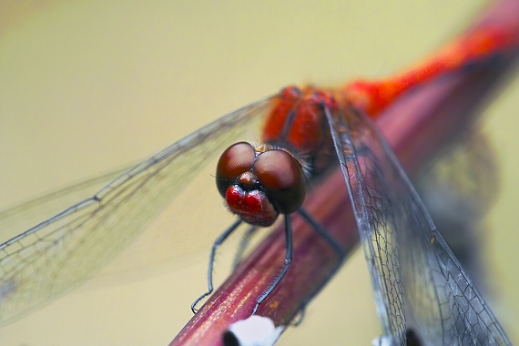 vážka červená Sympetrum sanguineum