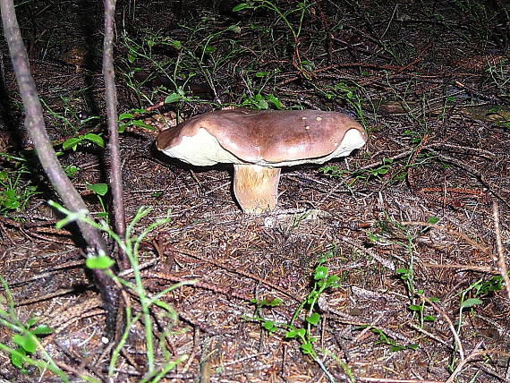 suchohríb Xerocomus sp.