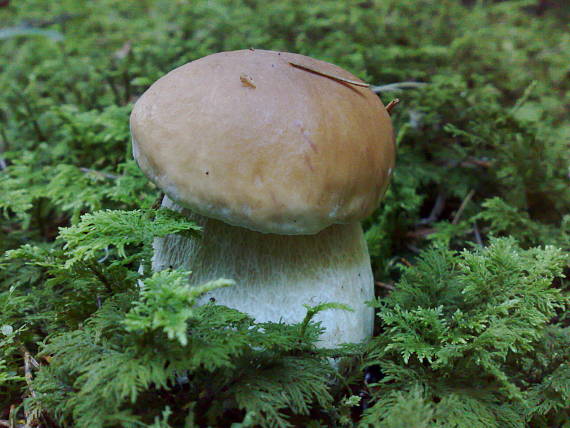 hríb smrekový Boletus edulis Bull.