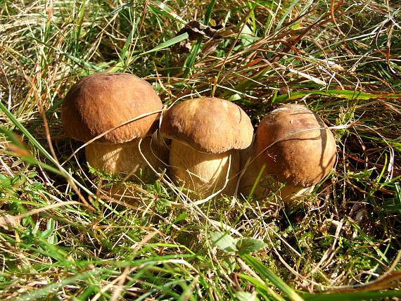 hríb dubový Boletus reticulatus Schaeff.