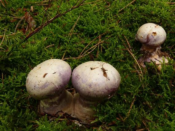 pavučinec kozlí - Pavučinovec smradľavý Cortinarius traganus  (Fr.) Fr.