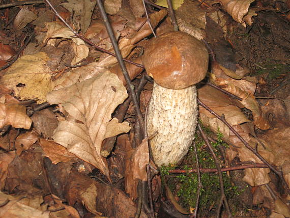 kozák brezový Leccinum scabrum (Bull.) Gray