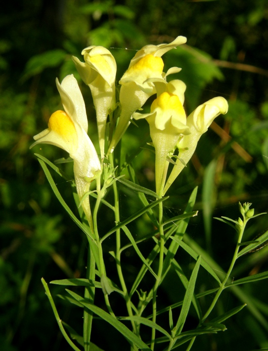 lnice květel Linaria vulgaris  Mill.