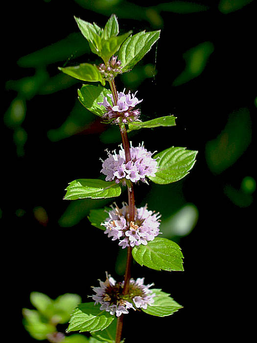 mäta pieporná Mentha piperita