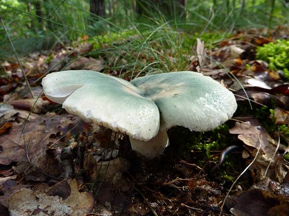 plávka zelenkastá Russula virescens (Schaeff.) Fr.