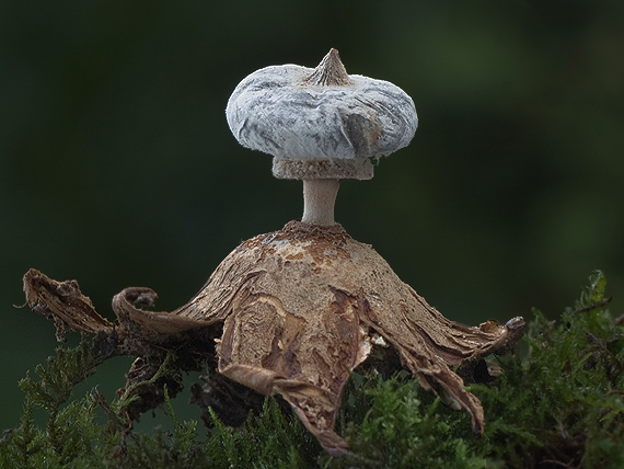 hviezdovka golierikovitá Geastrum striatum DC.