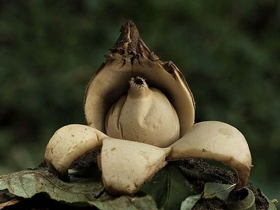 hviezdovka trojitá Geastrum triplex Jungh.