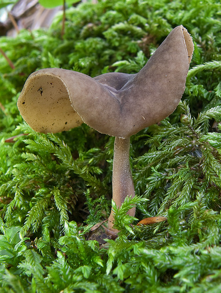 chriapač brvitý Helvella macropus (Pers.) P. Karst.