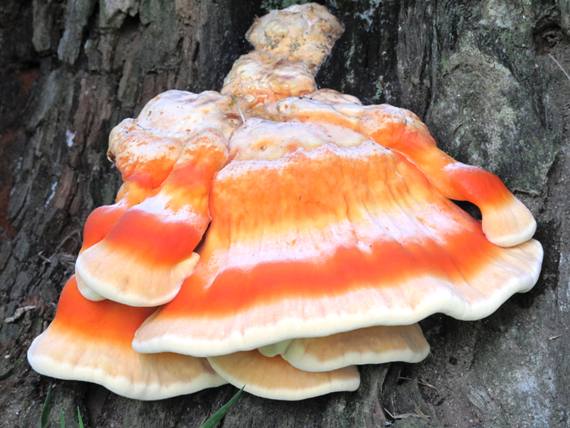 sirovec Laetiporus cincinnatus