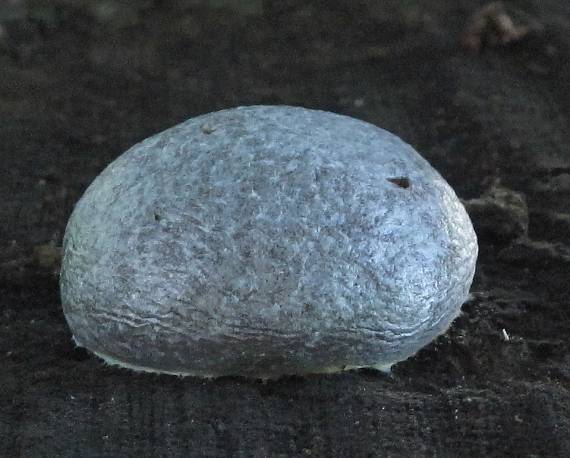 sieťnatka obyčajná Reticularia lycoperdon Bull.