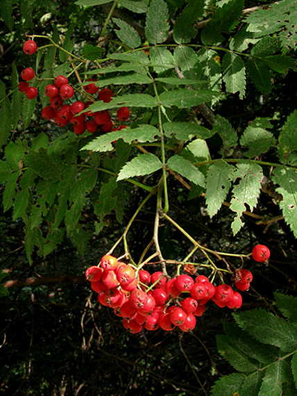 jarabina vtáčia Sorbus aucuparia L.