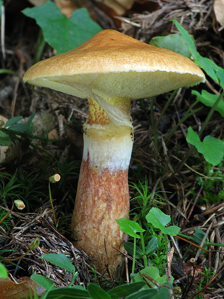 masliak smrekovcový Suillus grevillei (Klotzsch) Singer