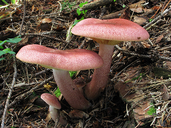 čírovec červenožltý Tricholomopsis rutilans (Schaeff.) Singer