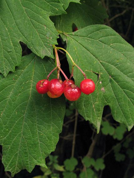 kalina obyčajná? Viburnum opulus L.