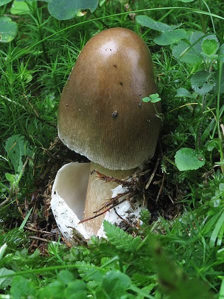 muchotrávka plavohnedá Amanita fulva Fr.