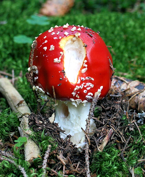 muchotrávka červená Amanita muscaria (L.) Lam.