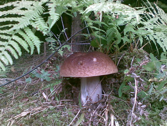 hríb smrekový Boletus edulis Bull.