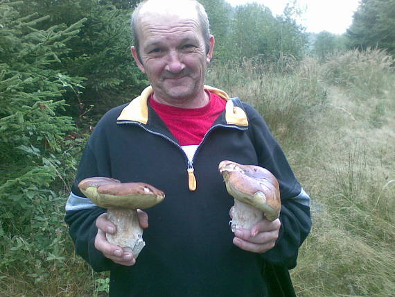 hríb smrekový Boletus edulis Bull. ex Fr.