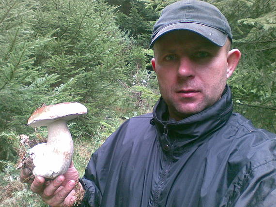 hríb smrekový Boletus edulis Bull. ex Fr.