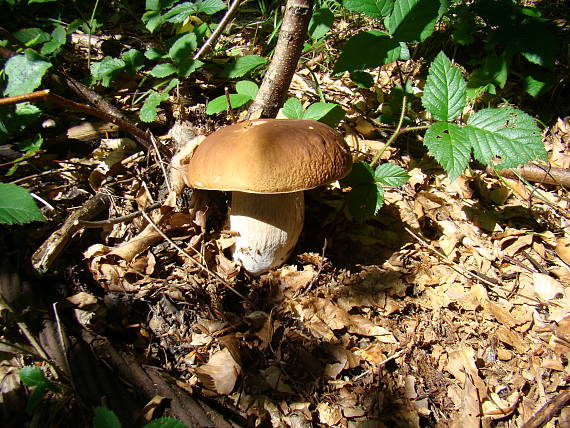 hríb smrekový Boletus edulis Bull.