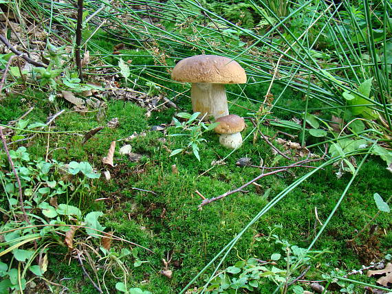 hríb smrekový Boletus edulis Bull.