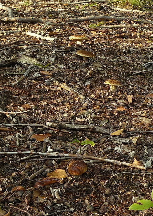 hríb smrekový Boletus edulis Bull.